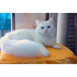 Голубоглазый белоснежный кот