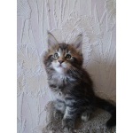 Очаровательные котята породы МЕЙН КУН !