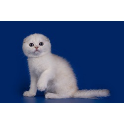 Продам шотдандского котенка