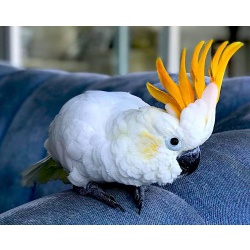 Какаду оранжевохохлый (Cacatua s. citrinocristata) птенцы выкормыши