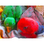 Благородный попугай (Eclektus roratus) ручные птенцы из питомника