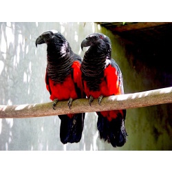 Грифовый или щетиноголовый попугай (Psittrichas fulgidus) - птенцы из питомников Европы