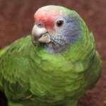 Бразильский амазон (Amazona brasiliensis) птенцы из питомника