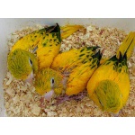 Золотая аратинга (Aratinga guarouba) ручные птенцы из европейских питомников