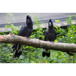 Белоухий чёрный какаду (Zanda baudinii, Calyptorhynchus baudinii) птенцы выкормыши из питомника