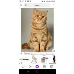 Куплю кота (британца) рыжего или красного окраса .