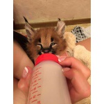 Купите котенка Каракала