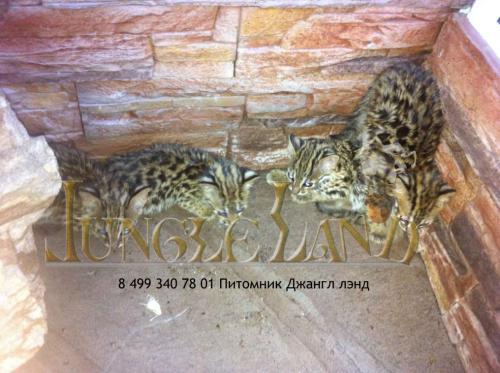 Котята азиатского леопардового кота