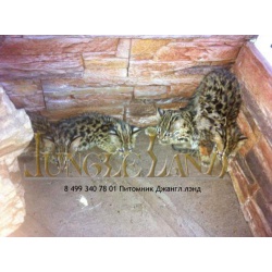 Котята азиатского леопардового кота