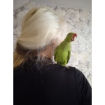Продам ожерелового попугая