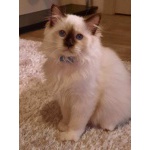 Священная бирма-котята