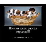 Щенки французского бульдога по разумной привлекательной цене которая вас удивит!