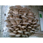 Мицелий грибов И готовые блоки