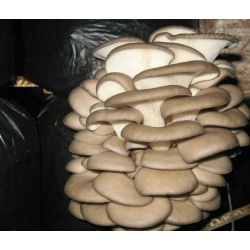 Мицелий грибов И готовые блоки