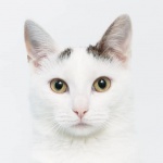 Красавица-кокетка кошка Флеш
