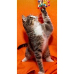 Розовоносый игрунчик - котенок Феликс в добрые руки