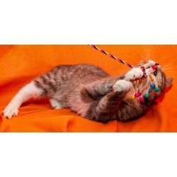 Розовоносый игрунчик - котенок Феликс в добрые руки