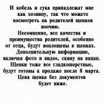 Щенки чистокровной немецкой овчарки