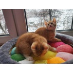 Продажа стильных котят, шоу-класс из п-ка ЕгоВеличество Мрамор в Москве