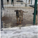 Щенок девочка Есения в поисках дома.