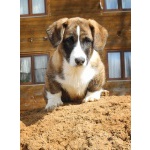 Щенки Вельш Корги Кардиган