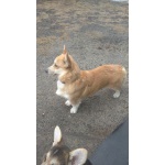Вельш корги пемброк, девочка 4 года