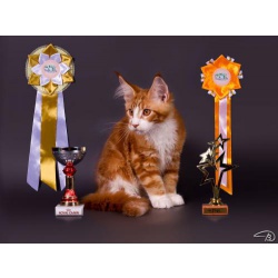 Котята мейн-кун от Чемпиона мира