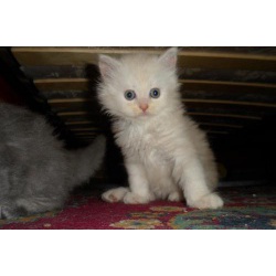 Прекрасные котята помета перса экзота, 1, 5 месяца 3 мальчика