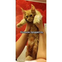 Мая Костикова