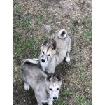 Щенки западно- сибирской лайки от рабочих собак