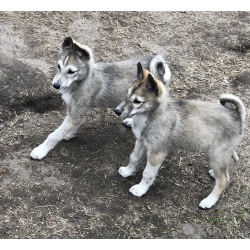 Щенки западно- сибирской лайки от рабочих собак
