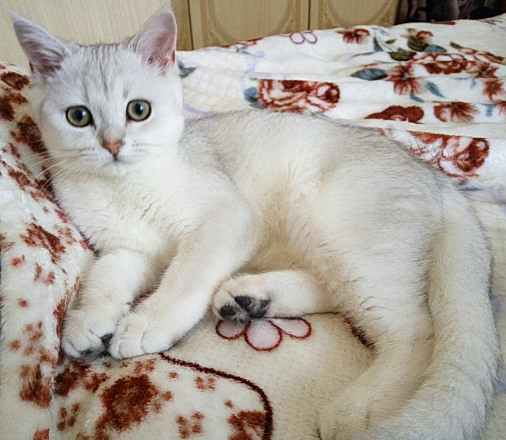 Купить Котенка Шиншилла Британца В Спб