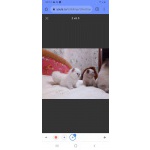 Британские котята