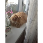 Вязка кошки