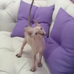Котята эльфы,двэльфы,сфинкс