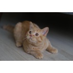 Продаются британские котята