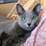Кошки породы Русская голубая