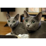 Кошки породы Русская голубая