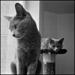Кошки породы Русская голубая