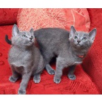 Продам котят русской голубой кошки