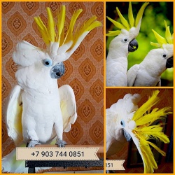 Желтохохлый какаду (cacatua g. triton) ручные птенцы из питомника