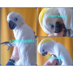 Синеочковый какаду (Cacatua ophthalmica) ручные птенцы из питомника