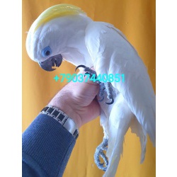 Синеочковый какаду (Cacatua ophthalmica) ручные птенцы из питомника