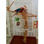 Насесты из кофейного дерева для крупных видов попугаев из Чехии