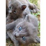 Котята (2 месяца)