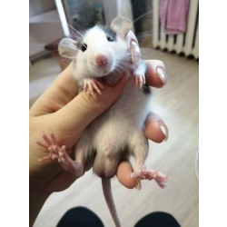 Крысята 5 недель