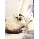 Мальчик котенок порода ragdoll