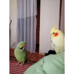 Корелла и ожереловый попугай