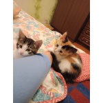 Котята в подарок