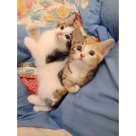 Котята в подарок